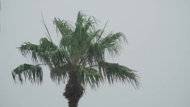 Palmiye Ağaçları Yağmurda Rüzgarla Savruluyor Ağır Çekim Yüksek Kalite Görüntü — Stok video
