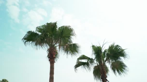 阳光灿烂的日子里的棕榈树 移动相机镜头 高质量的4K镜头 — 图库视频影像