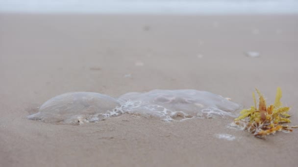 Vista Vicino Grandi Meduse Pulsanti Sulla Sabbia Sulla Spiaggia Filmati — Video Stock