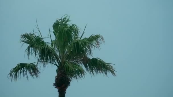 棕榈树在雨中被风吹走了 慢动作高质量的4K镜头 — 图库视频影像