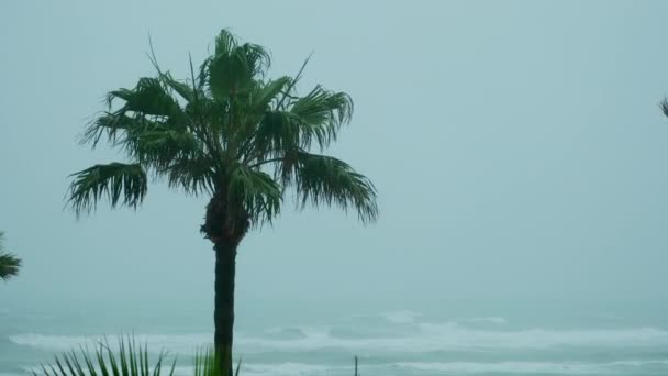 Palmy Foukané Větrem Dešti Zpomal Vysoce Kvalitní Záběry — Stock video
