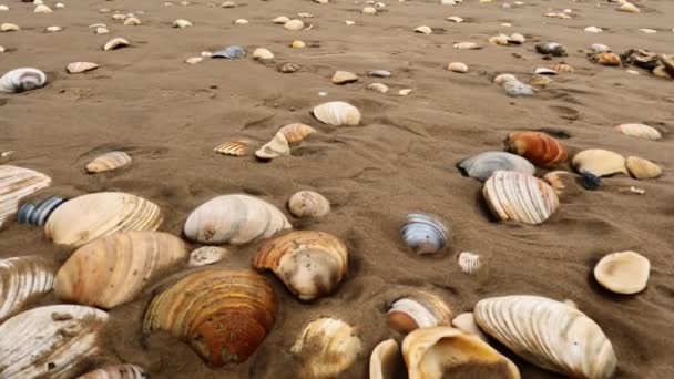 Ampia Spiaggia Sabbia Con Sacco Conchiglie Filmati Alta Qualità — Video Stock
