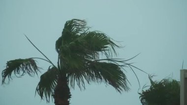 Palmiye ağaçları yağmurda rüzgarla savruluyor. Ağır çekim. Yüksek kalite 4k görüntü