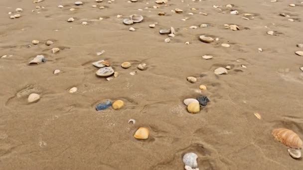 Ampia Spiaggia Sabbia Con Sacco Conchiglie Filmati Alta Qualità — Video Stock