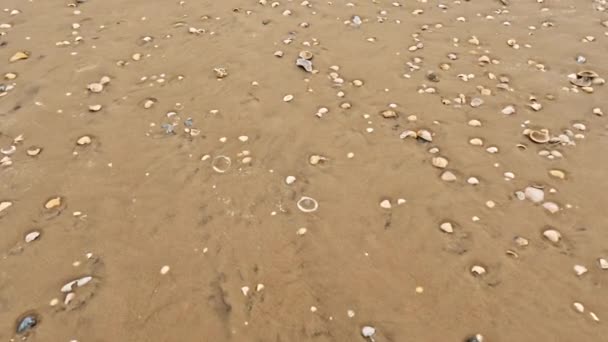 Bir Sürü Deniz Kabuğu Olan Geniş Bir Kumsal Görüntüsü Yüksek — Stok video
