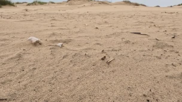 Zamknij Ujęcie Plastikowych Butelek Piaszczystej Plaży Ekologia Zanieczyszczenie Środowiska Wysokiej — Wideo stockowe