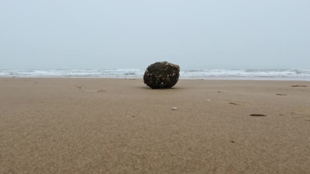 Una Vecchia Noce Cocco Sulla Spiaggia Filmati Alta Qualità — Video Stock