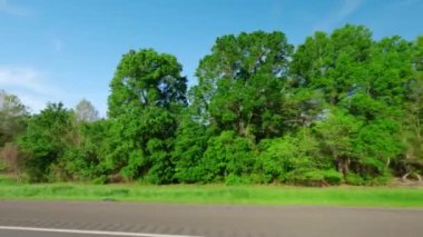 Ormanlı bir araba yolculuğunda araba kullanmanın kötü tarafı. Yüksek kalite 4k görüntü