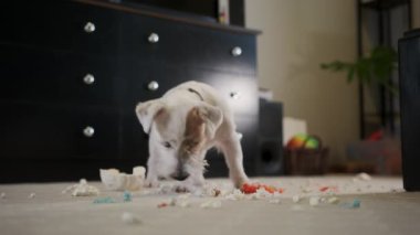 Evcil köpek Jack Russell Terrier, evde halıda bir oyuncak parçaladı. Kötü köpek. Yüksek kalite 4k görüntü