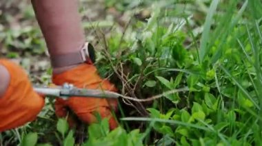 Bahçede makasla çiçek budarken çekilmiş bir kadın resmi. Yüksek kalite 4k görüntü