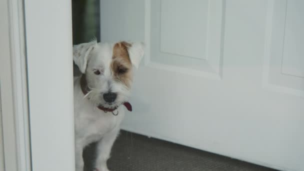 Köpek Jack Russel Evdeki Cam Kapıya Bakıyor Yüksek Kalite Görüntü — Stok video