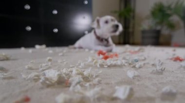 Evcil köpek Jack Russell Terrier, evde halıda bir oyuncak parçaladı. Kötü köpek. Yüksek kalite 4k görüntü
