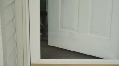 Oyuncak göğüslü köpek Jack Russel evdeki cam kapıya bakıyor. Kapat. Yüksek kalite 4k görüntü
