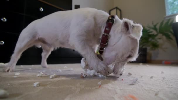 Domestic Dog Jack Russell Terrier Tore Toy Home Carpet Bad — Stock Video