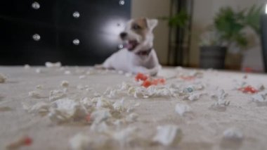 Evcil köpek Jack Russell Terrier, evde halıda bir oyuncak parçaladı. Kötü köpek. Yüksek kalite 4k görüntü