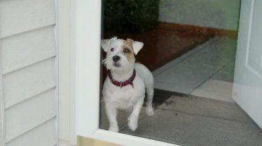 Köpek Jack Russel evdeki cam kapıya bakıyor. Yüksek kalite 4k görüntü