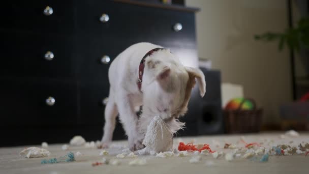 Pies Domowy Jack Russell Terrier Podarł Zabawkę Domu Dywanie Zły — Wideo stockowe