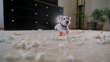Evcil köpek Jack Russell Terrier, evde halıda bir oyuncak parçaladı. Kötü köpek. Yüksek kalite 4k görüntü