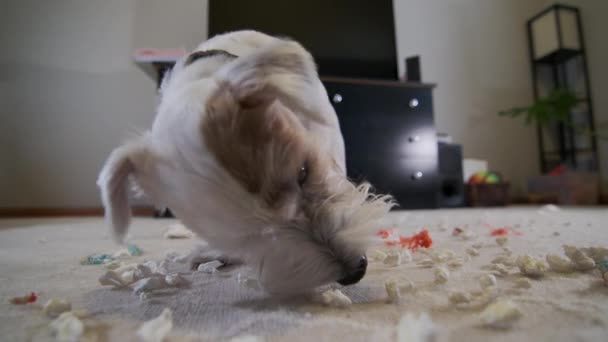 Chien Domestique Jack Russell Terrier Déchiré Jouet Maison Sur Tapis — Video