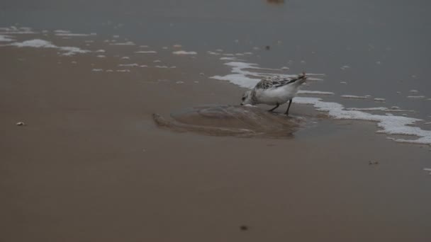 Sanderling Walks Shore Backdrop Wave High Quality Footage — Stock Video