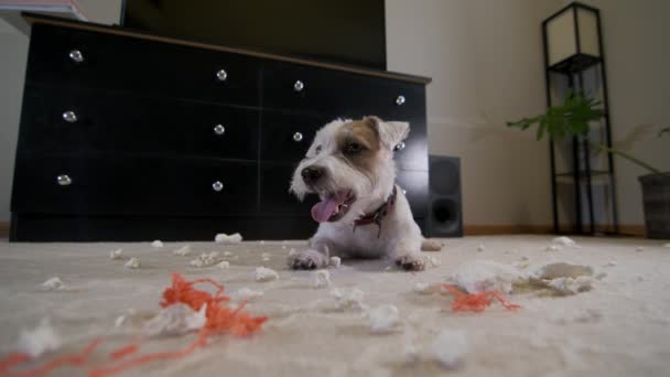 Perro Doméstico Jack Russell Terrier Rasgó Juguete Casa Alfombra Perro — Vídeo de stock