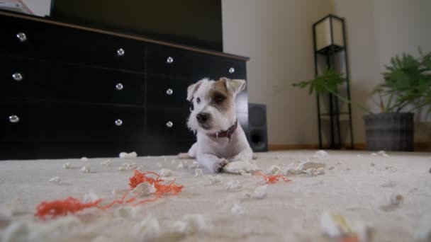 Pies Domowy Jack Russell Terrier Podarł Zabawkę Domu Dywanie Zły — Wideo stockowe