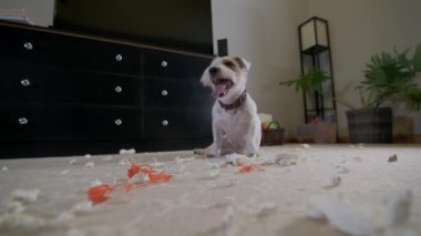 Evcil köpek Jack Russell Terrier, evde halıda bir oyuncak parçaladı. Kötü köpek. Yüksek kalite 4k görüntü