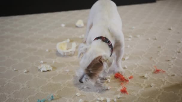 Perro Doméstico Jack Russell Terrier Rasgó Juguete Casa Alfombra Perro — Vídeos de Stock