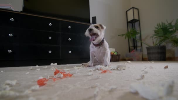Cane Domestico Jack Russell Terrier Strappato Giocattolo Casa Sul Tappeto — Video Stock