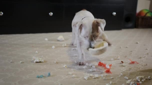 Perro Doméstico Jack Russell Terrier Rasgó Juguete Casa Alfombra Perro — Vídeos de Stock
