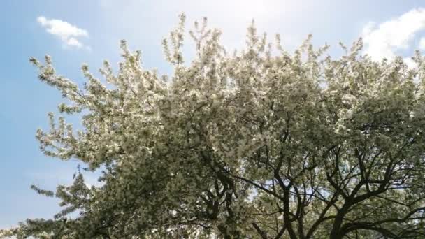 Blossom Bairro Residencial Subúrbio Cidade Durante Dia Vibrante Primavera Imagens — Vídeo de Stock