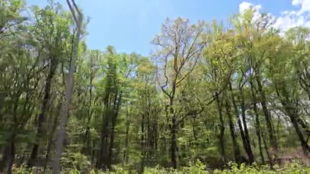 Pov Seite Gesichtspunkt Des Fahrens Auto Fahrzeug Roadtrip Mit Wald — Stockvideo