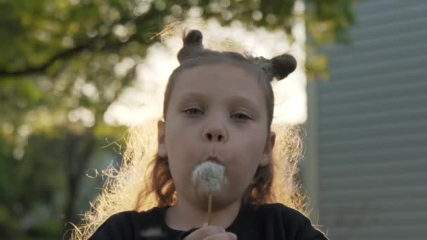 少女は夕日にタンポポの花から種を吹く 高品質4K映像 — ストック動画