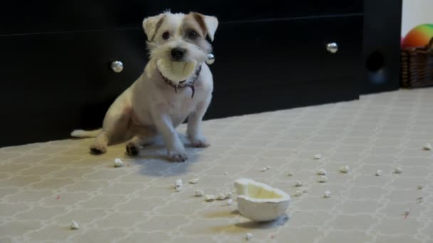 国内の犬ジャック ラッセル テリアカーペットの上で家でおもちゃを引き裂いた 悪い犬だ 高品質4K映像 — ストック動画