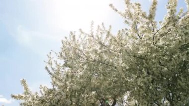 Şehrin varoş mahallesinde canlı bir ilkbahar gününde çiçek açan bir çiçek. Yüksek kalite 4k görüntü