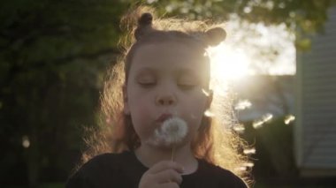 Gün batımında küçük bir kız karahindiba çiçeğinin tohumlarını savuruyor. Yüksek kalite 4k görüntü