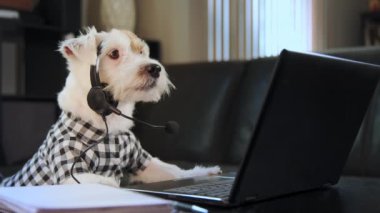 Komik bir iş adamı Jack Russell terrier köpek kulaklığı takıyor. İnternetteki webcam konuşmasından, müşteri destek servisinden arıyor. Yüksek kalite 4k görüntü