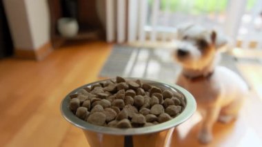 Köpek Jack Russell Terrier demir bir kaseden köpek maması yiyordu. - Evet. Yüksek kalite 4k görüntü