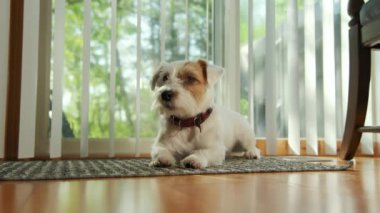 Jack Russell 'ın köpeği güneş ışığında yerde yatıyordu. Yüksek kalite 4k görüntü