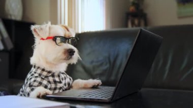 Güneş gözlüklü ve gömlekli Eğlenceli Jack Russell Terrier dizüstü bilgisayarda klavye kullanıyor. Yüksek kalite 4k görüntü