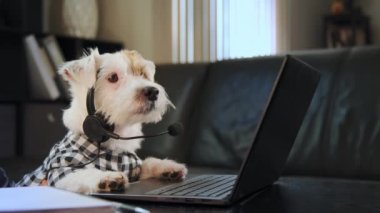 Komik bir iş adamı Jack Russell terrier köpek kulaklığı takıyor. İnternetteki webcam konuşmasından, müşteri destek servisinden arıyor. Yüksek kalite 4k görüntü