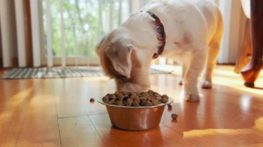 Köpek Jack Russell Terrier demir bir kaseden köpek maması yiyordu. - Evet. Yüksek kalite 4k görüntü