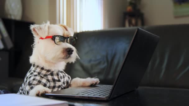 Fun Jack Russell Terrier Gafas Sol Camisa Está Escribiendo Teclado — Vídeos de Stock