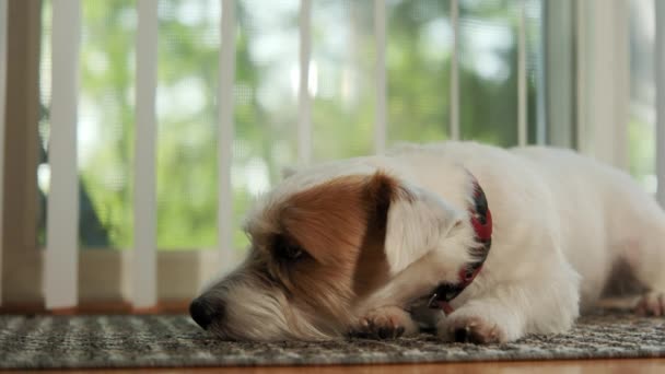Een Jack Russell Hond Die Thuis Grond Ligt Het Zonlicht — Stockvideo