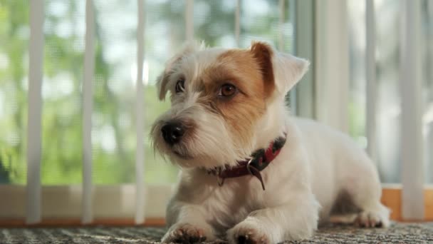 Pies Jacka Russella Leżący Podłodze Domu Świetle Słonecznym Wysokiej Jakości — Wideo stockowe