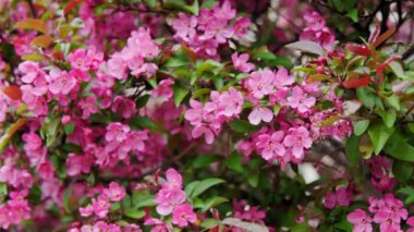 Yaban elması pembe çiçekleri. Süslü elma ağacı çiçek açıyor. Bahar sezonu. Yüksek kalite 4k görüntü