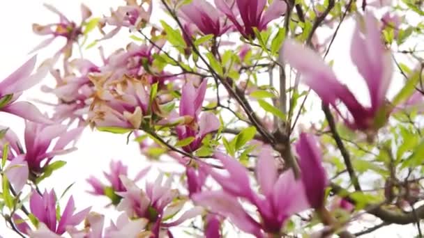Virágzó Magnólia Virágok Tavaszi Szezonban Parkban Napsütéses Napon Kiváló Minőségű — Stock videók