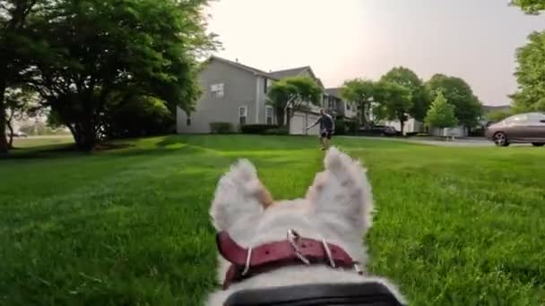 Pov Skud Glad Hund Leger Med Træpind Løbet Aftenen Høj – Stock-video