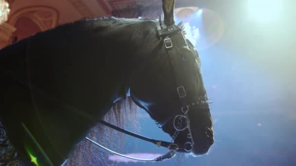 Cheval Noir Dans Obscurité Est Illuminé Par Lumière Images Haute — Video