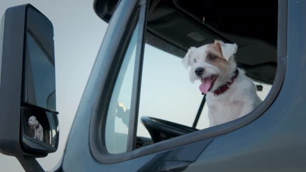 Hund Knekt Russell Terrier Lastbilschaufför Sitter Semi Lastbil Tillsammans Högkvalitativ — Stockvideo